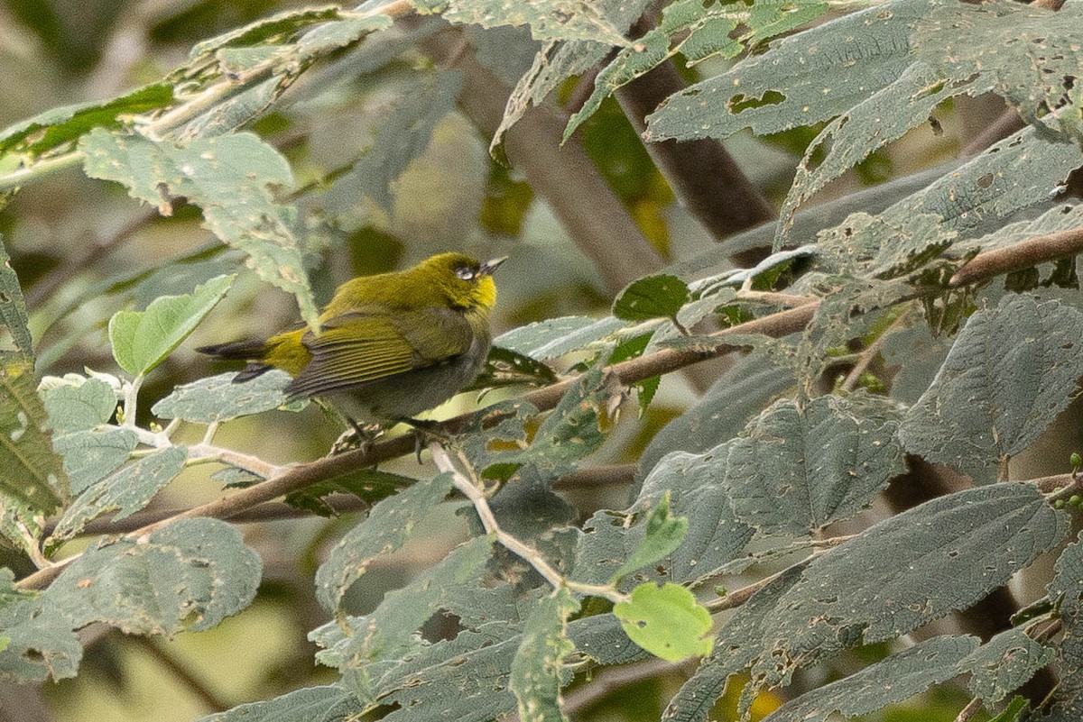 Zosterops sp. - ML641212749