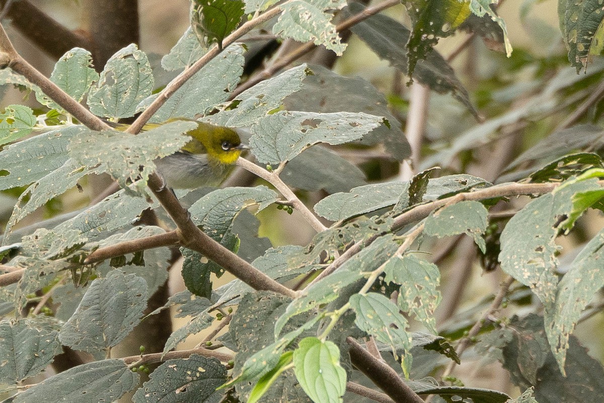 Zosterops sp. - ML641212750