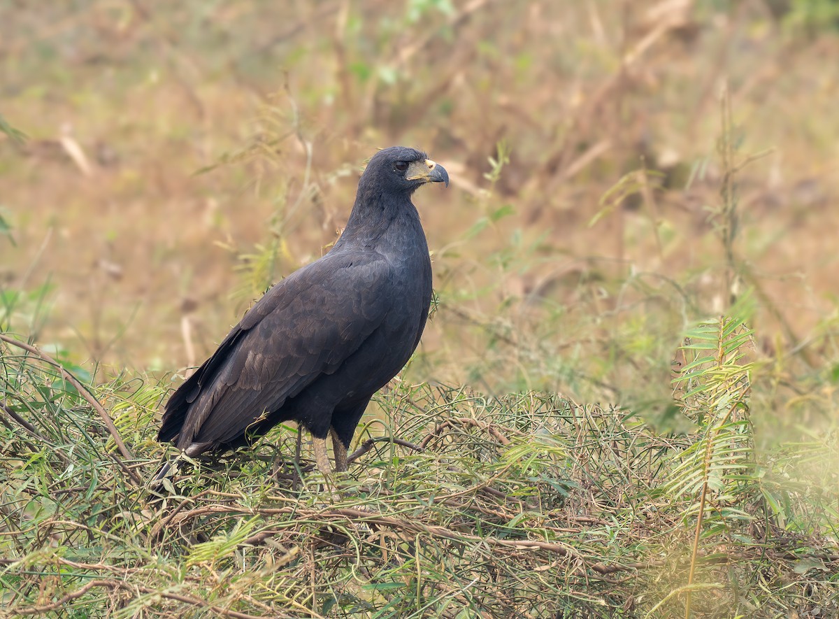 Great Black Hawk - ML641212755