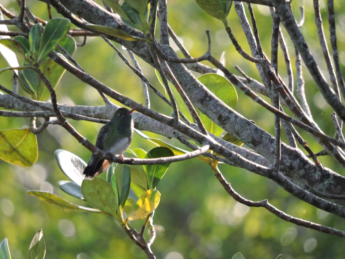 Glittering-throated Emerald - ML641212767