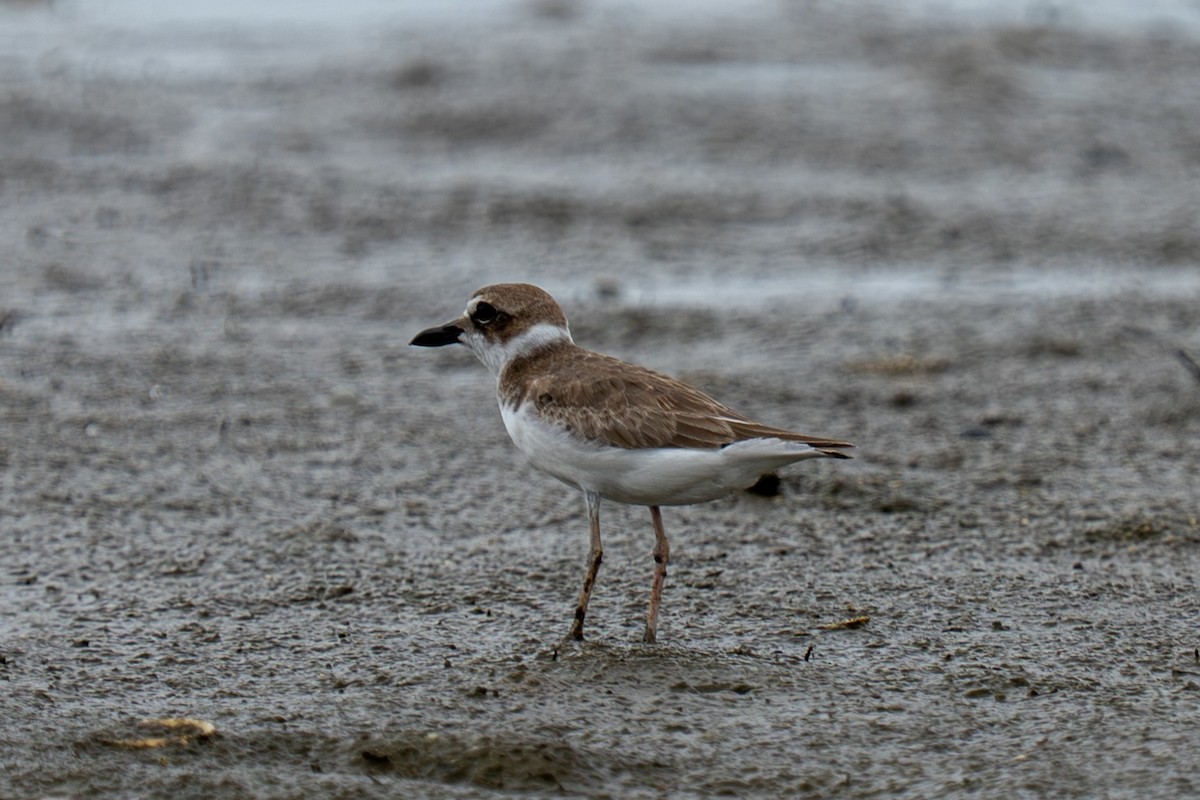 Wilson's Plover - ML641212774