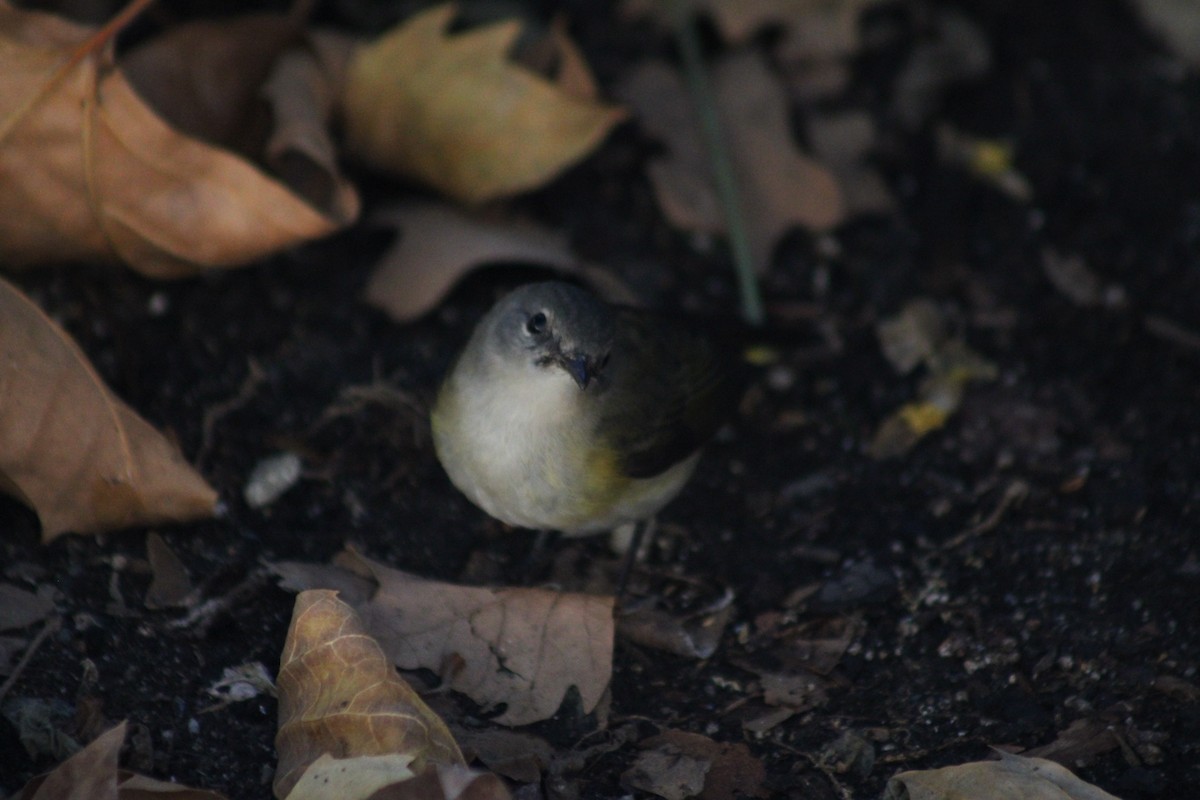 American Redstart - ML641212776