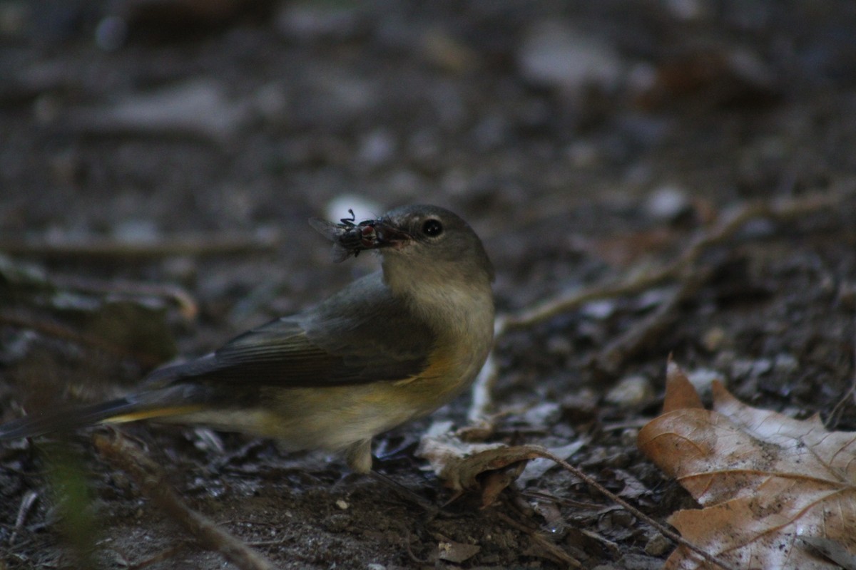 American Redstart - ML641212777