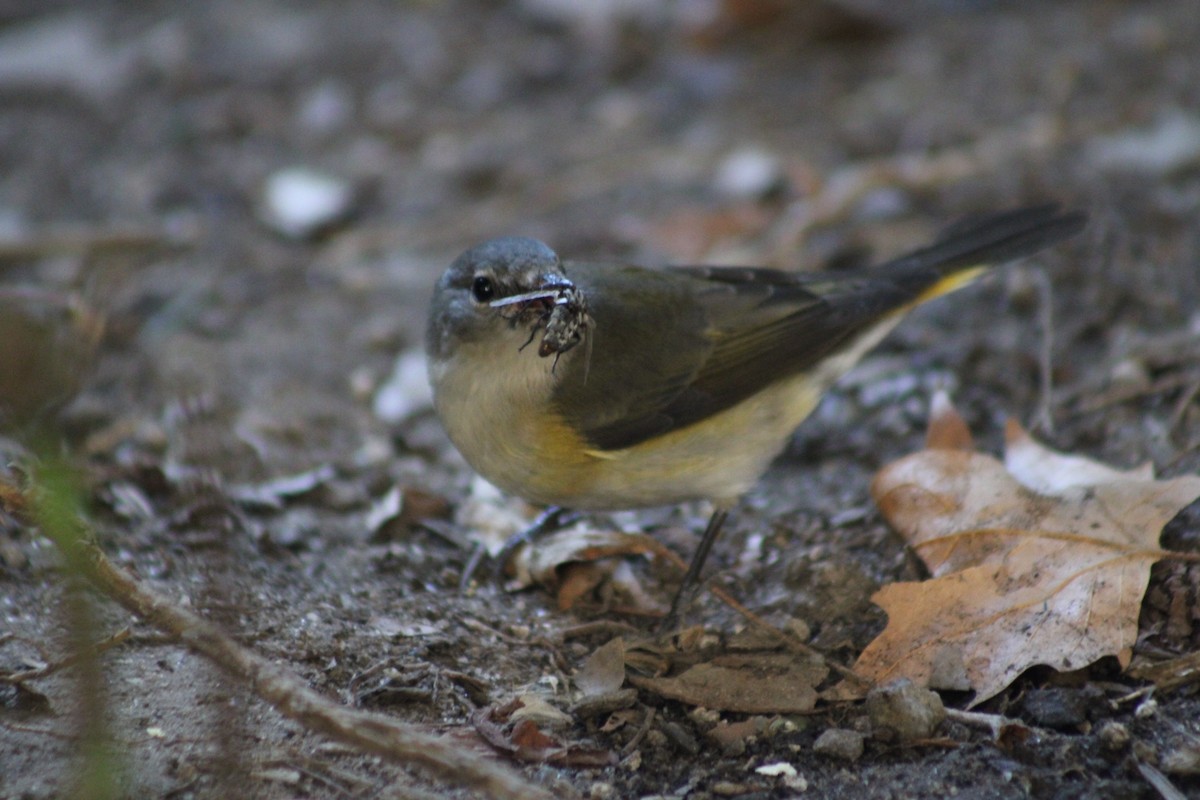 American Redstart - ML641212779