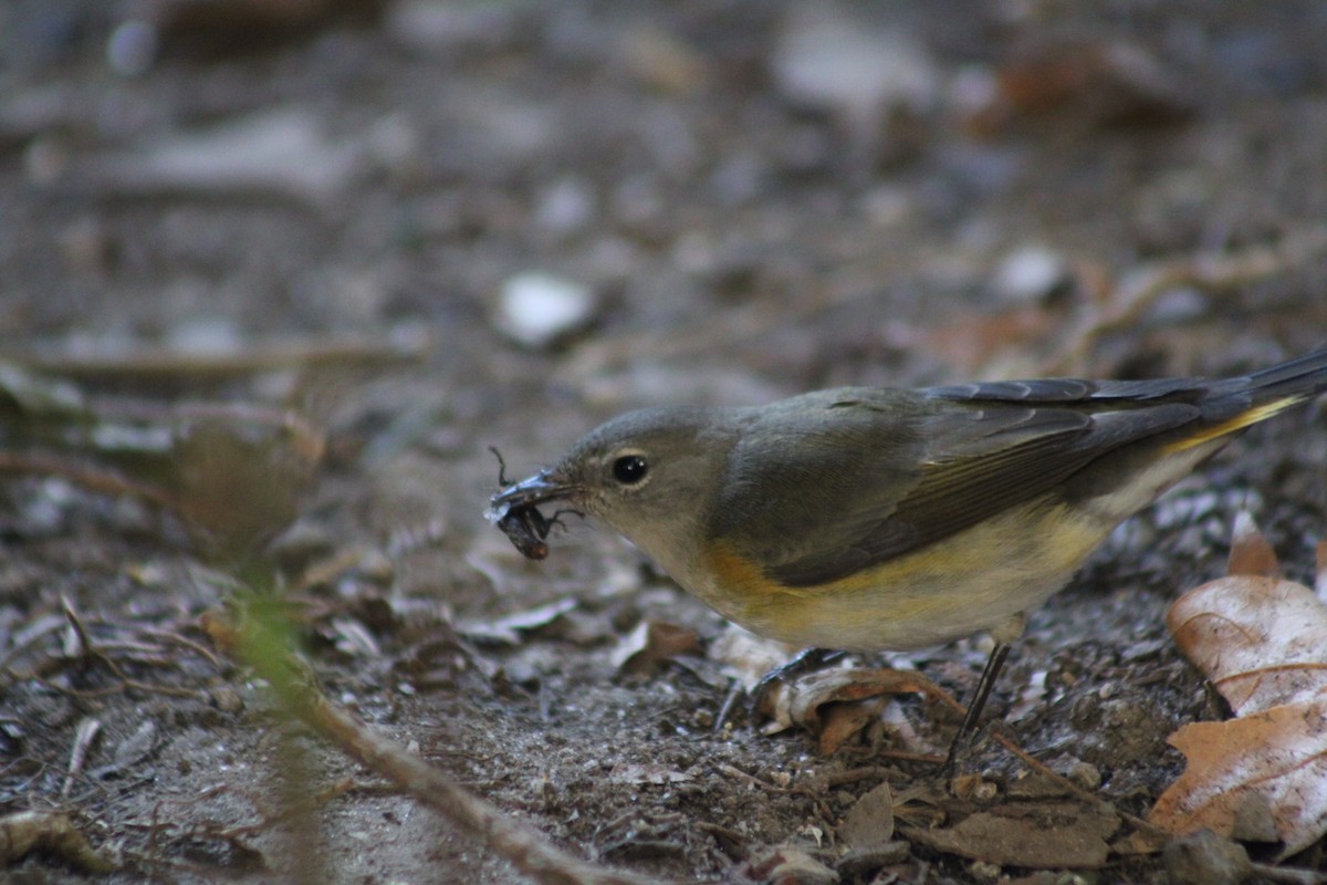 American Redstart - ML641212780
