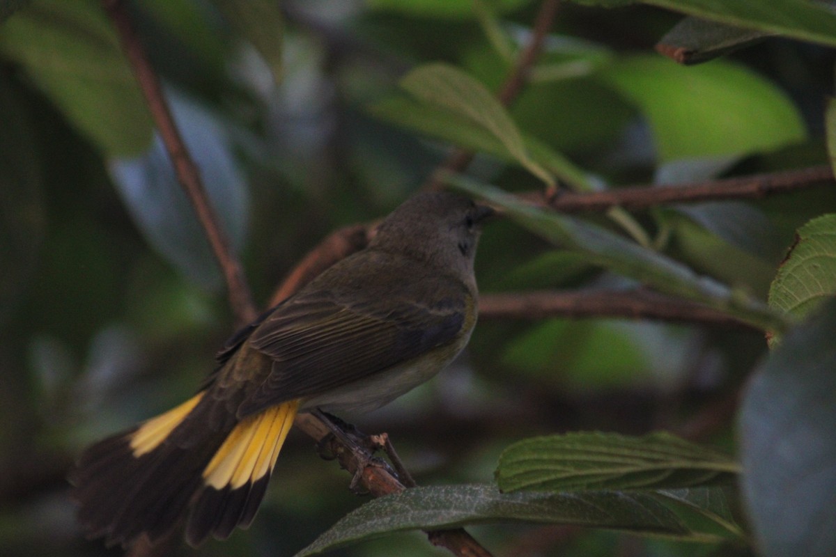 American Redstart - ML641212781