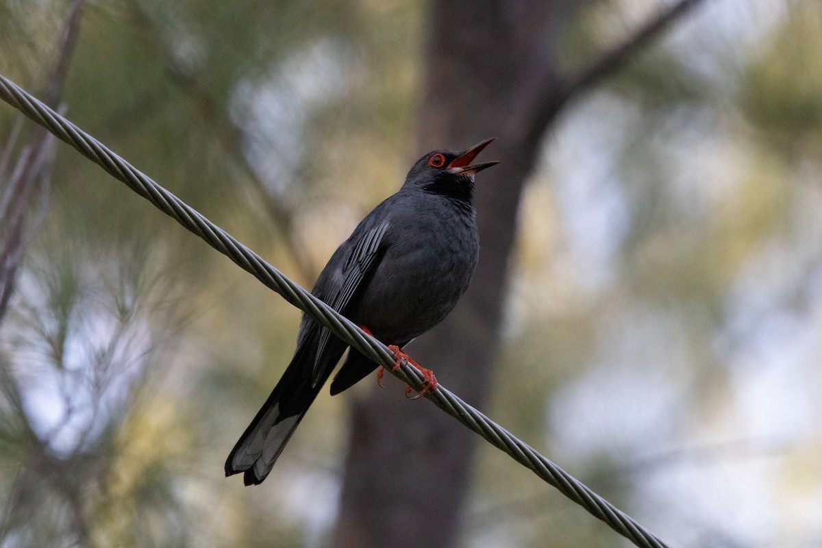 Western Red-legged Thrush - ML641212789