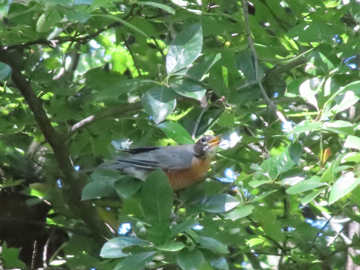 American Robin - ML641212837