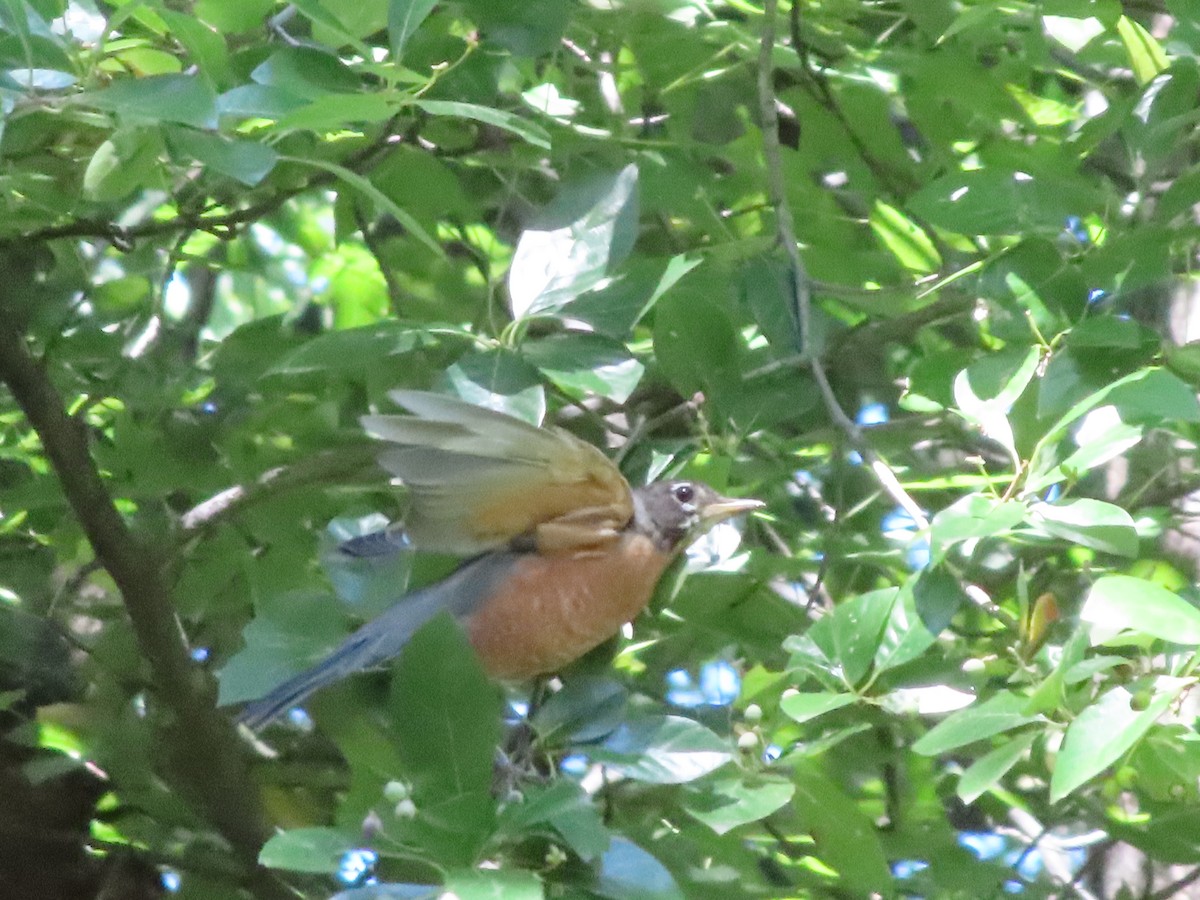 American Robin - ML641212838