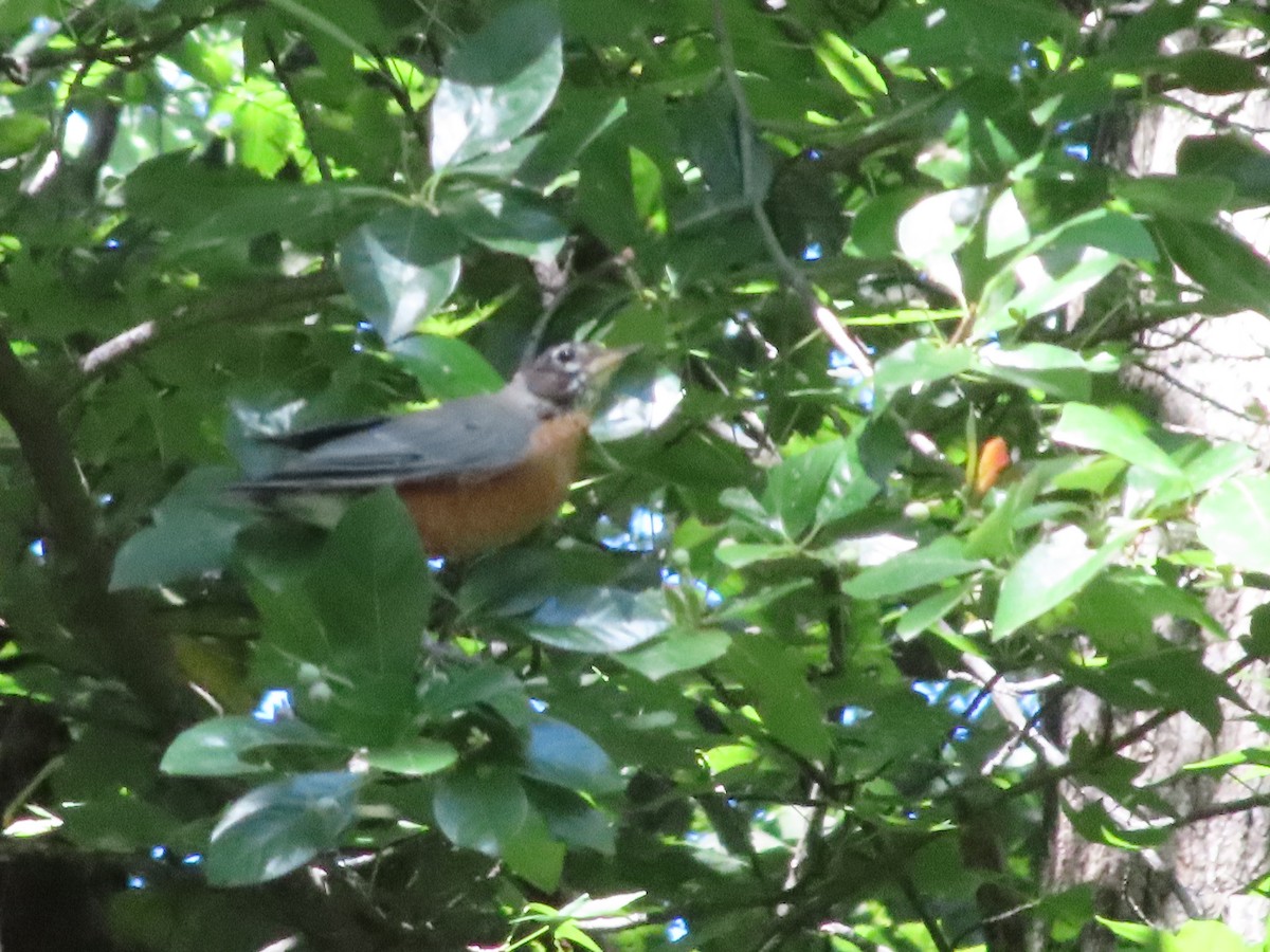 American Robin - ML641212839
