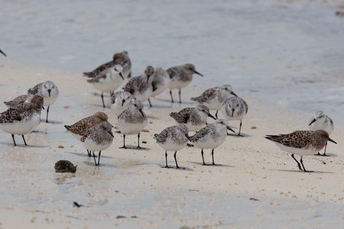 Sanderling - ML641212855