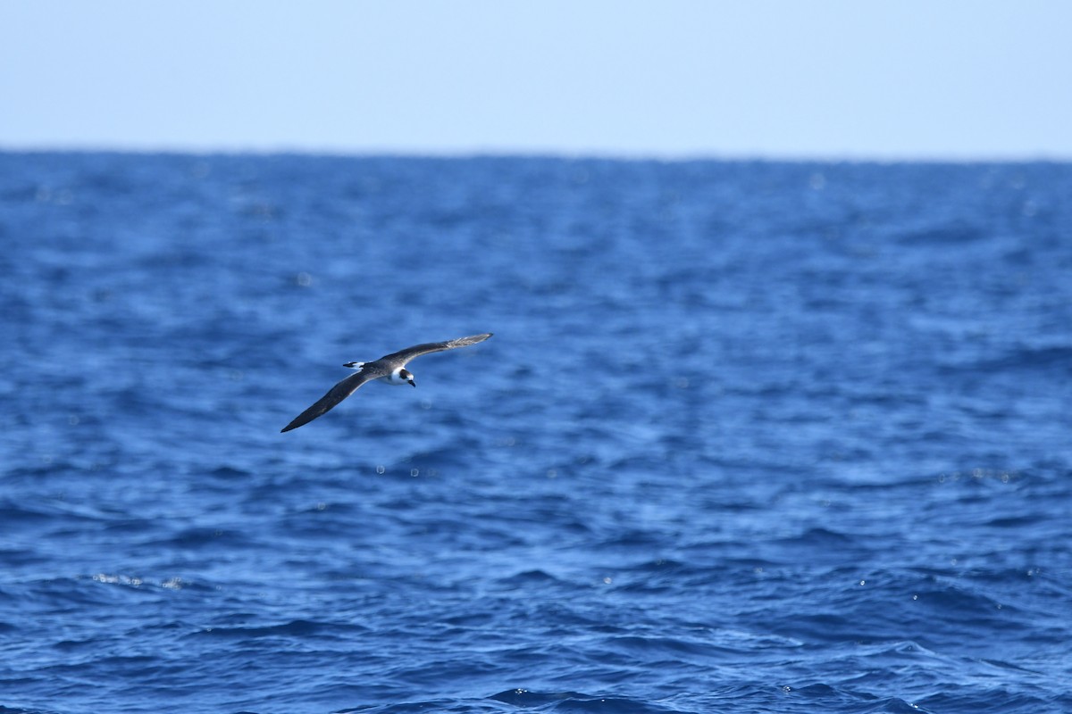Black-capped Petrel - ML641212871