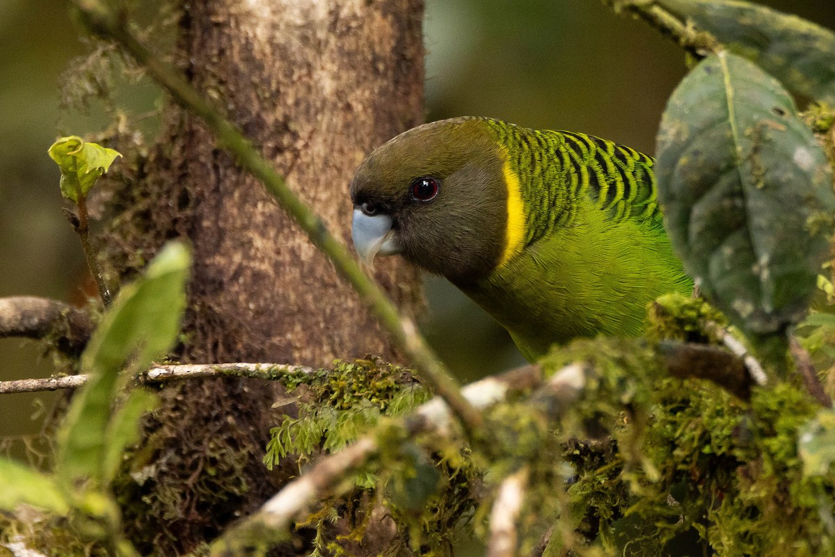 Brehm's Tiger-Parrot - ML641212907