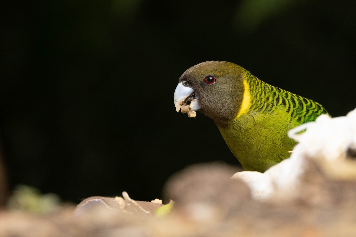 Brehm's Tiger-Parrot - ML641212915