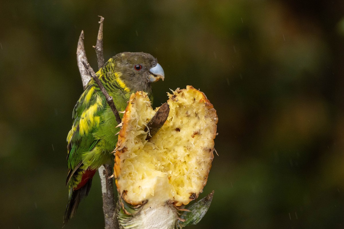 Brehm's Tiger-Parrot - ML641212917