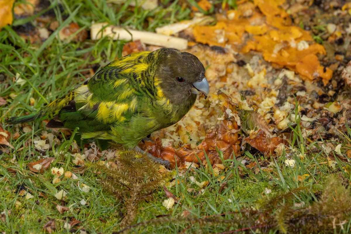 Brehm's Tiger-Parrot - ML641212923