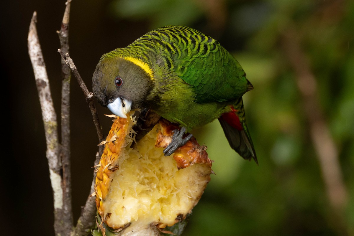 Brehm's Tiger-Parrot - ML641212928