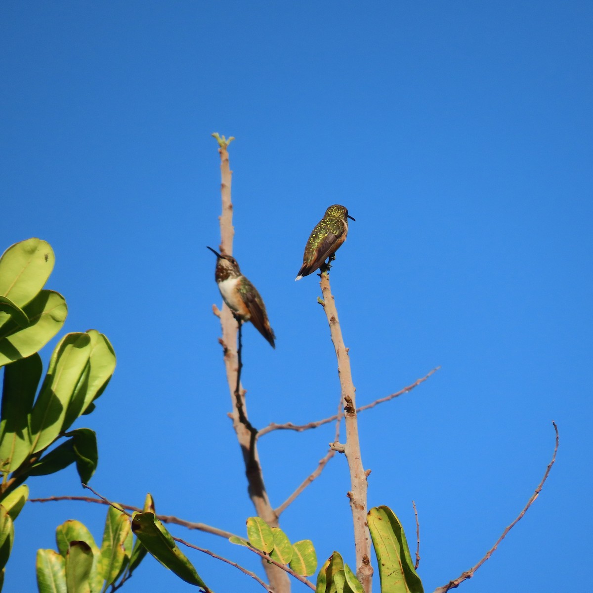 Allen's Hummingbird - ML641212929