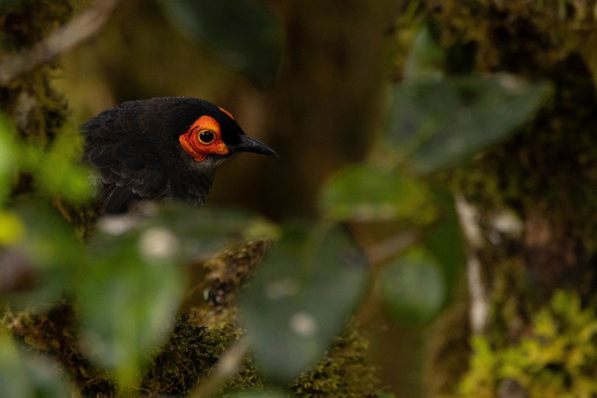 Smoky Honeyeater - ML641212930