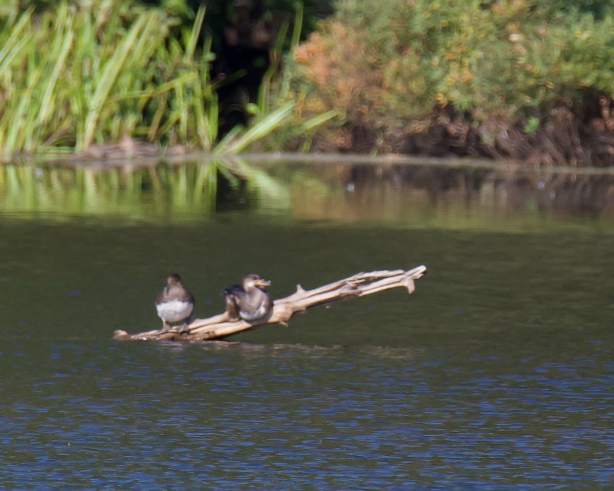 Hooded Merganser - ML641212931