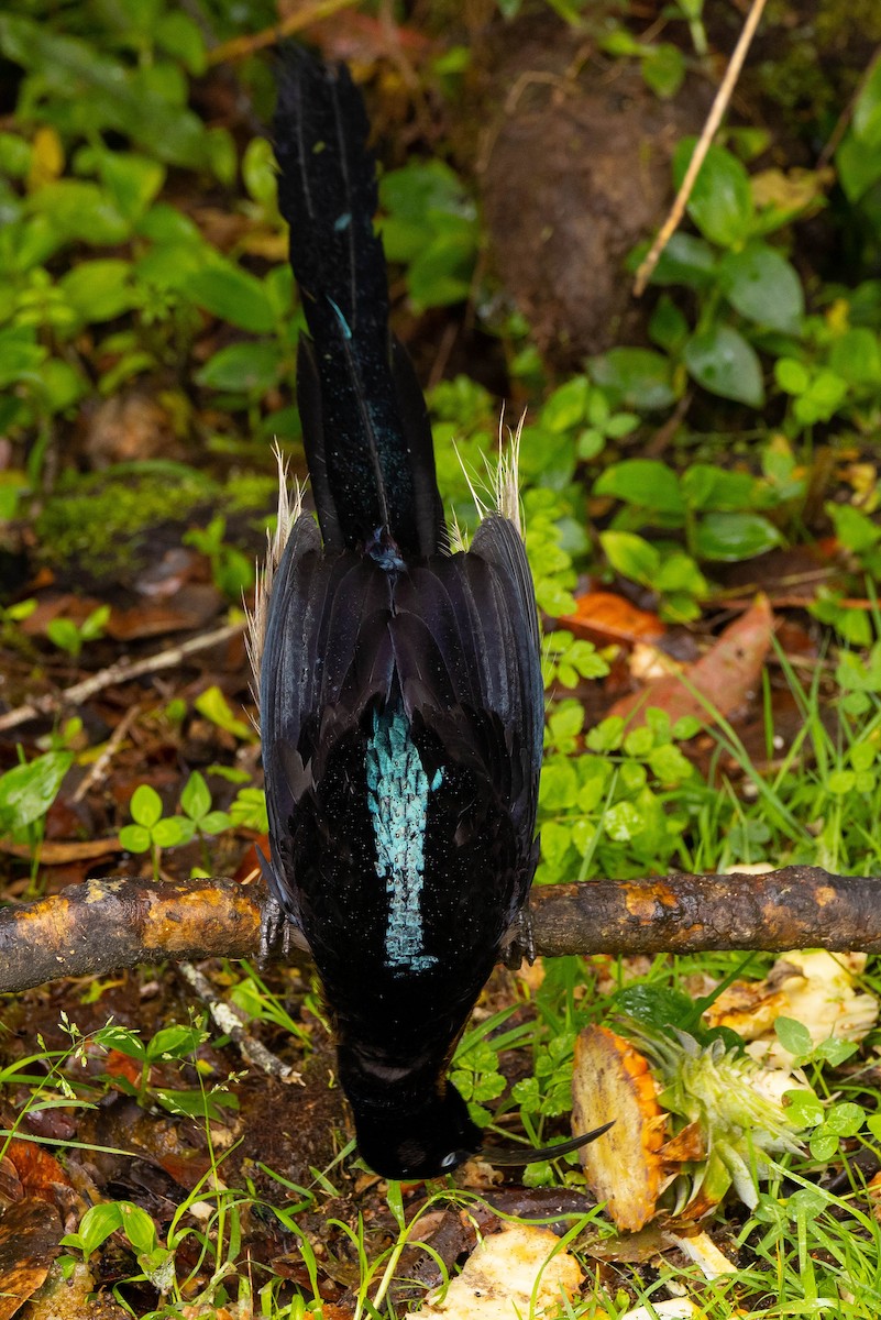 Brown Sicklebill - ML641212978