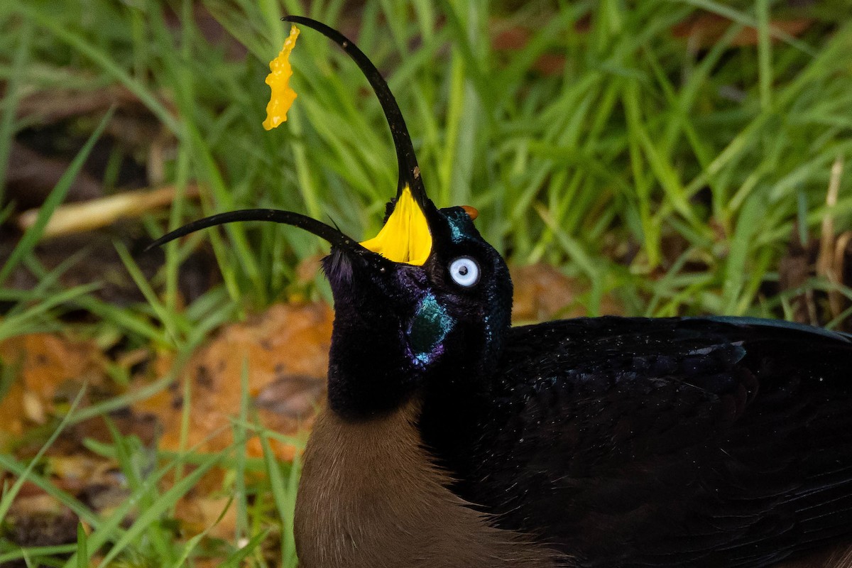 Brown Sicklebill - ML641212987