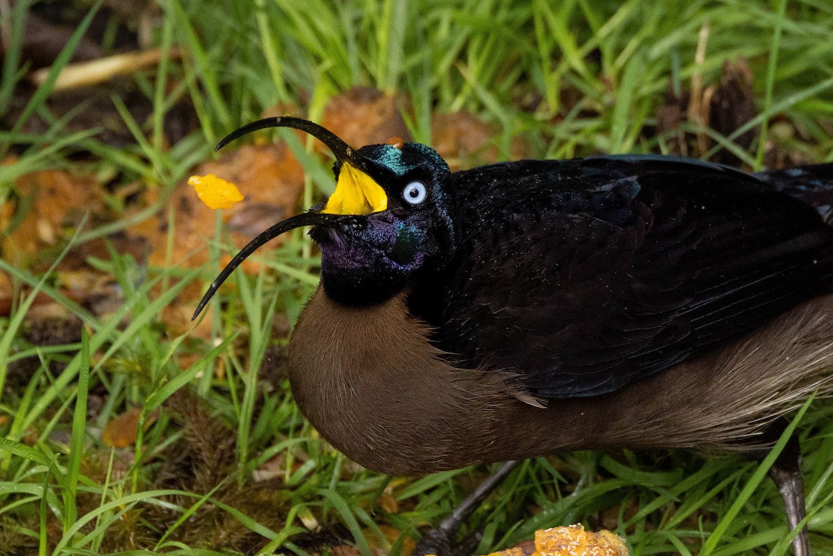 Brown Sicklebill - ML641212989