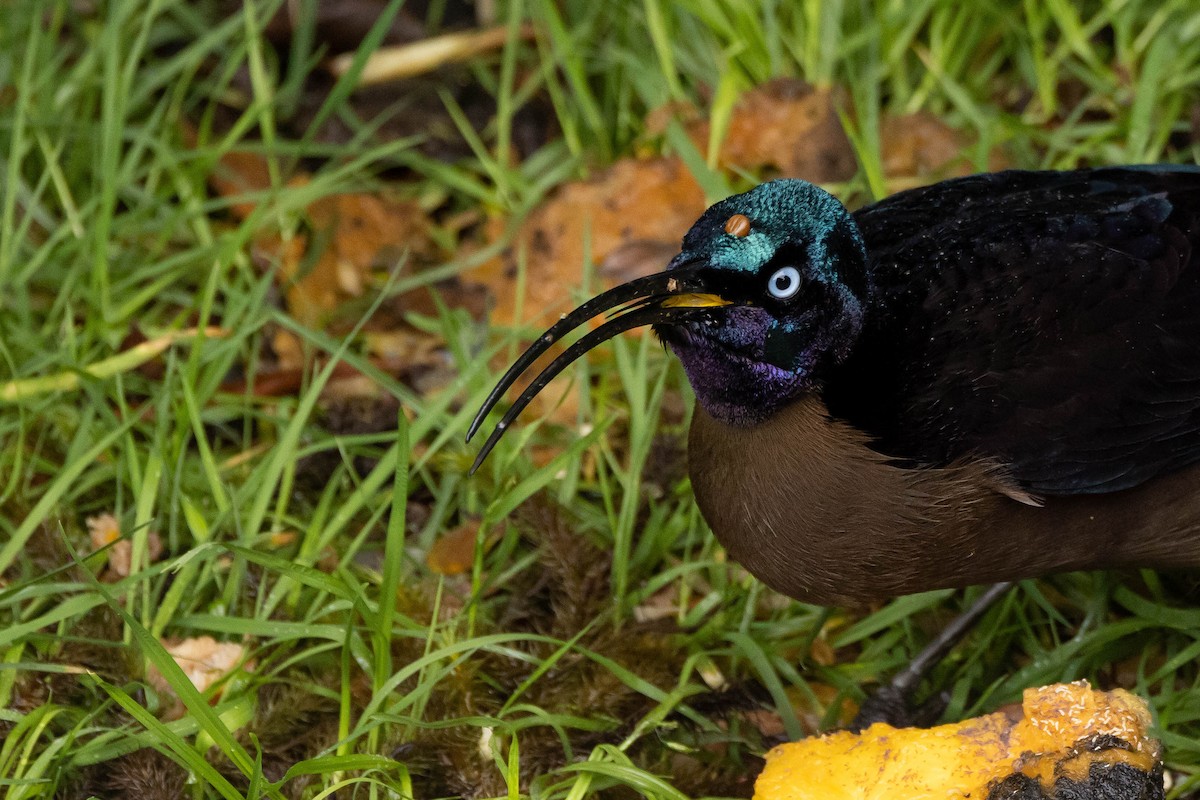 Brown Sicklebill - ML641212994