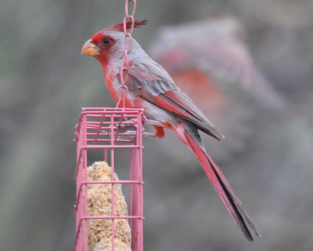 Pyrrhuloxia - ML641213000