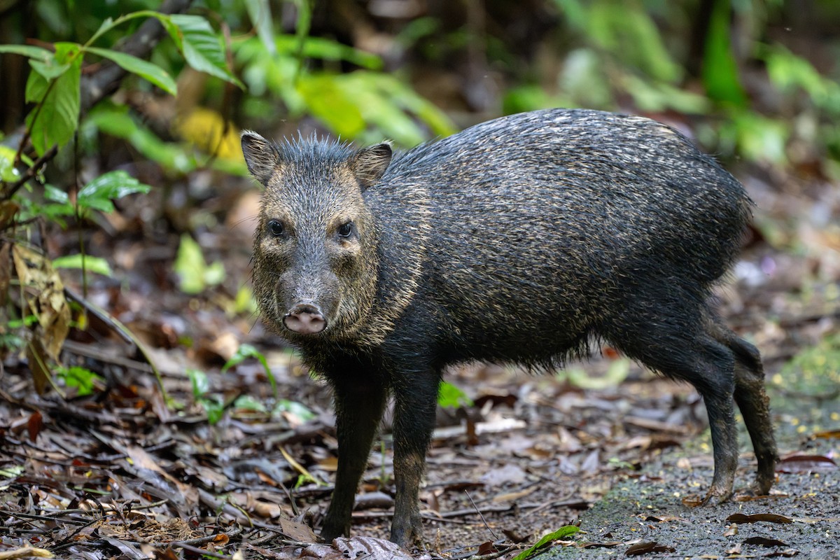Collared Peccary - ML641213035