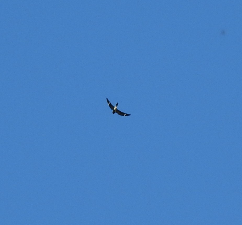 Common Nighthawk - ML641213065