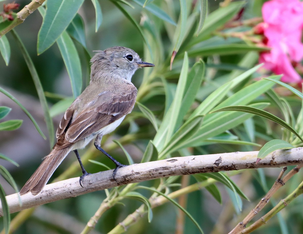 Gray Flycatcher - ML641213067