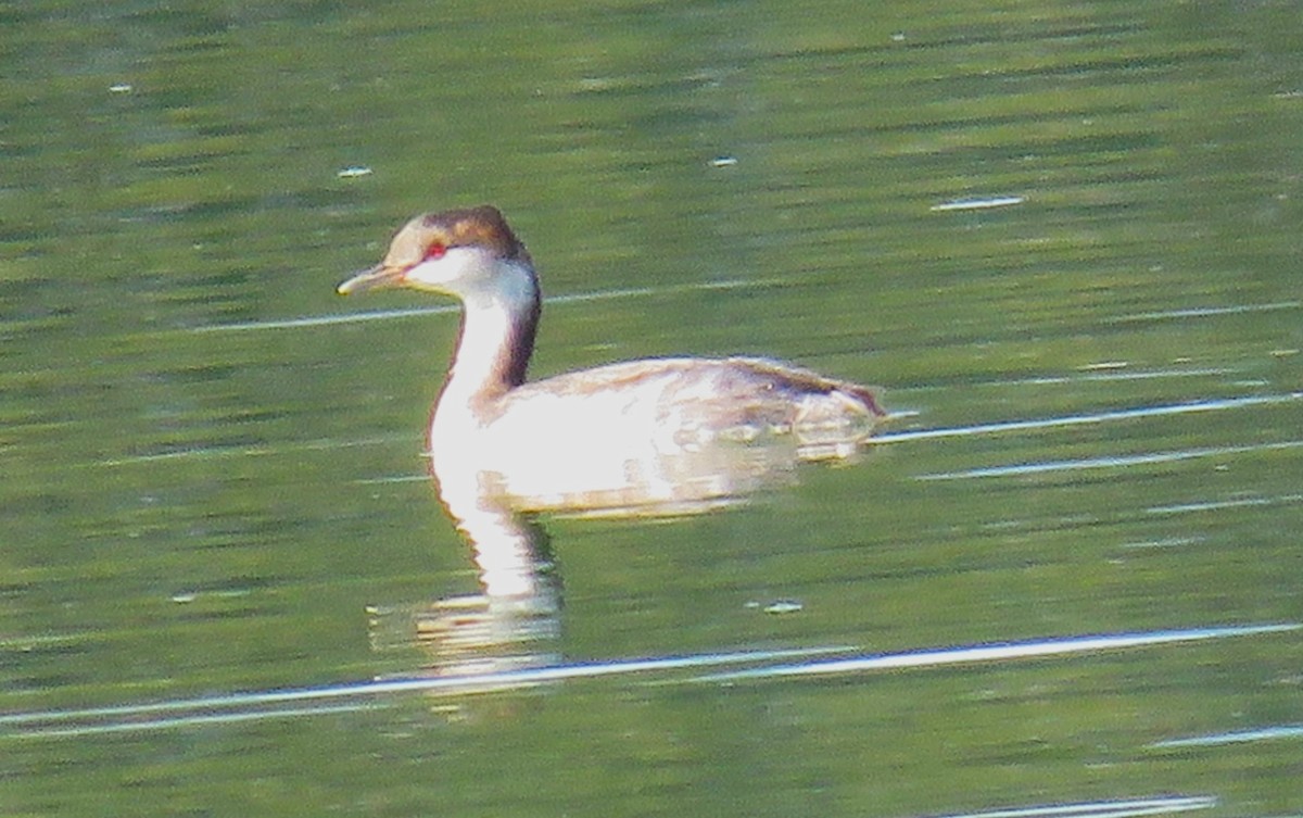 Horned Grebe - ML641213089