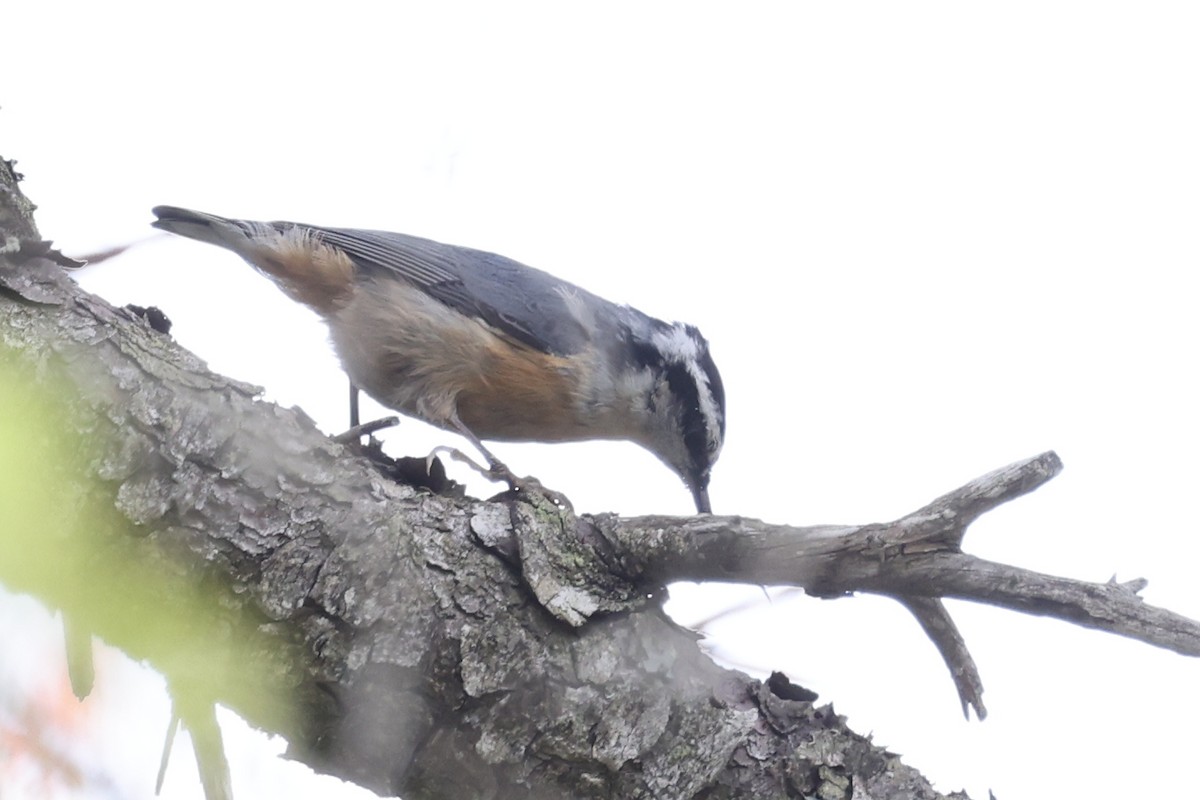 Red-breasted Nuthatch - ML641213109