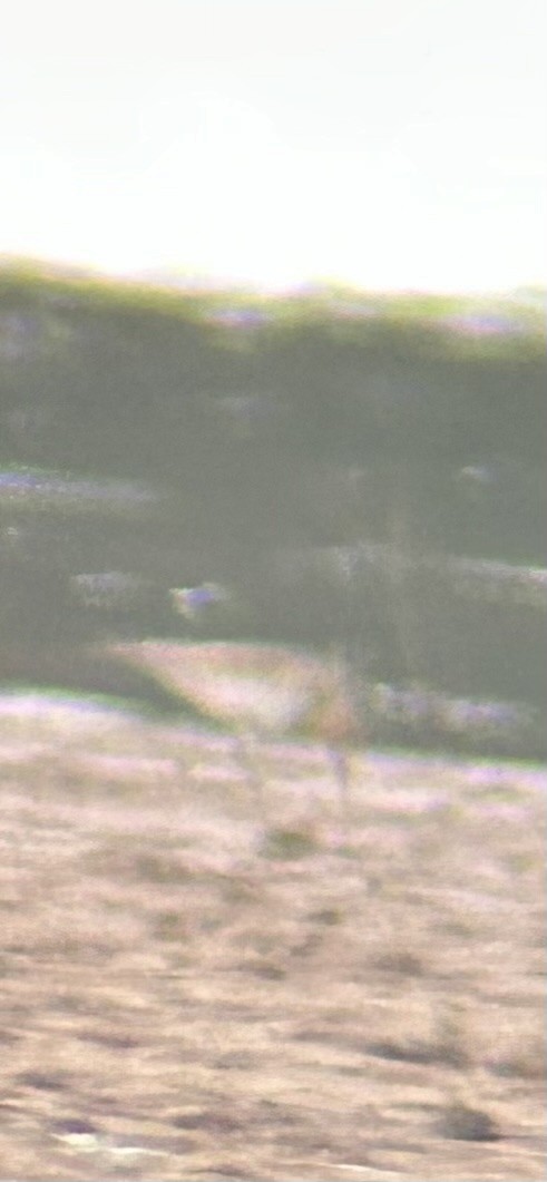 Байрдийн элсэг - ML641213114