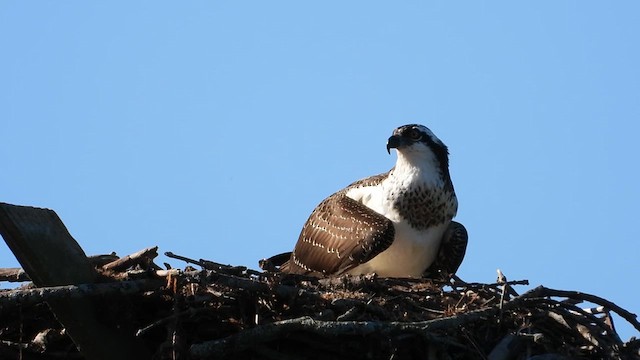 Falco pescatore - ML641213136