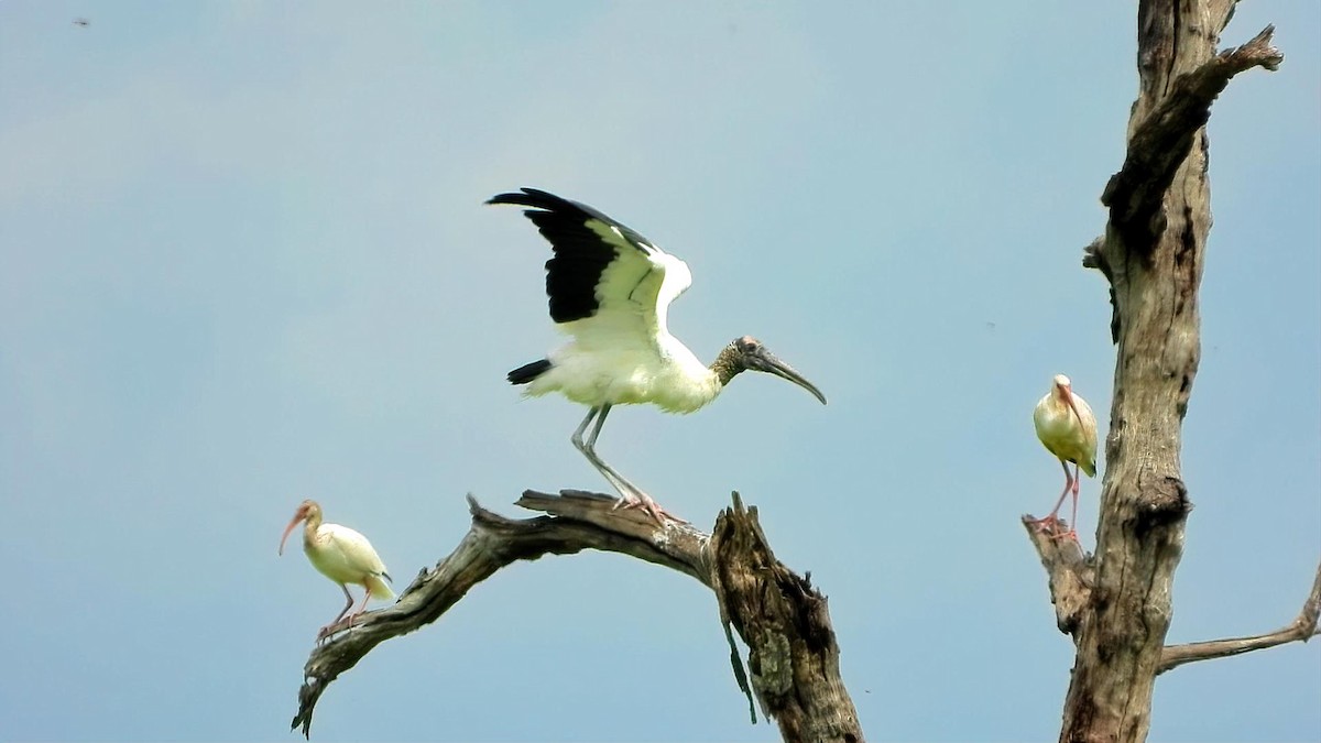 Wood Stork - ML641213152