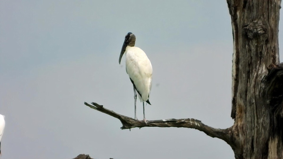 Wood Stork - ML641213153