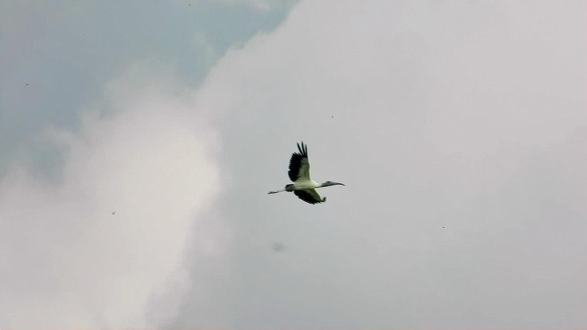Wood Stork - ML641213154