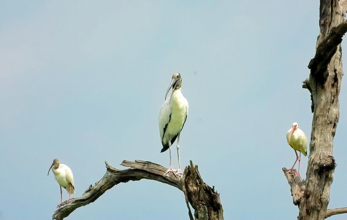 Wood Stork - ML641213155