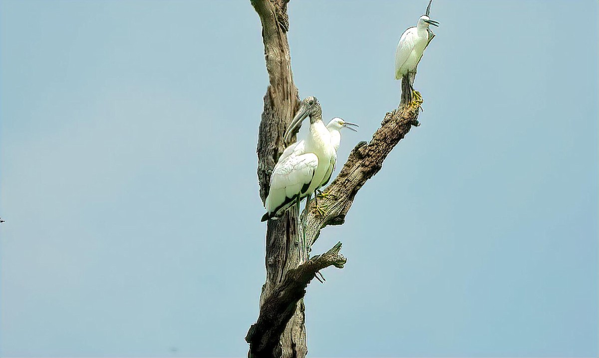 Wood Stork - ML641213156