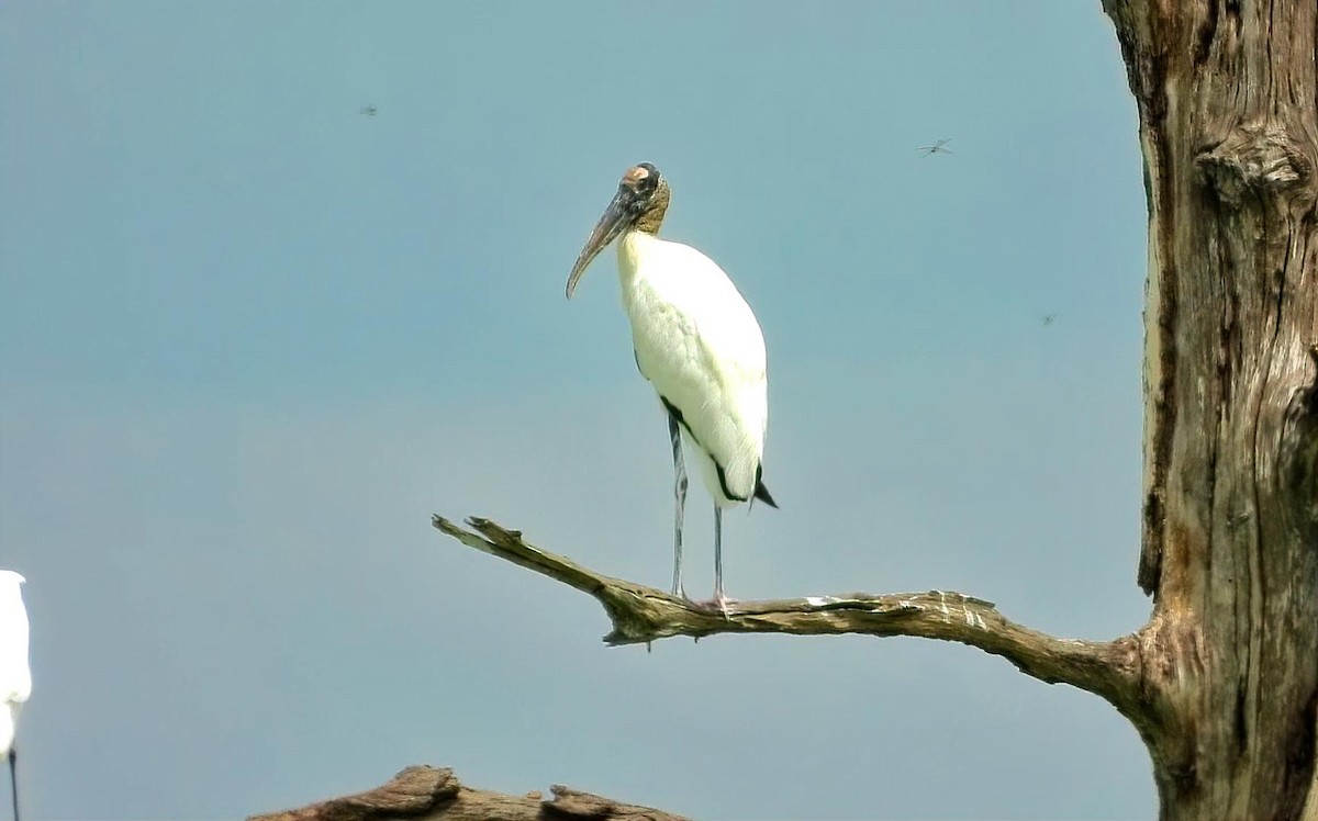 Wood Stork - ML641213157