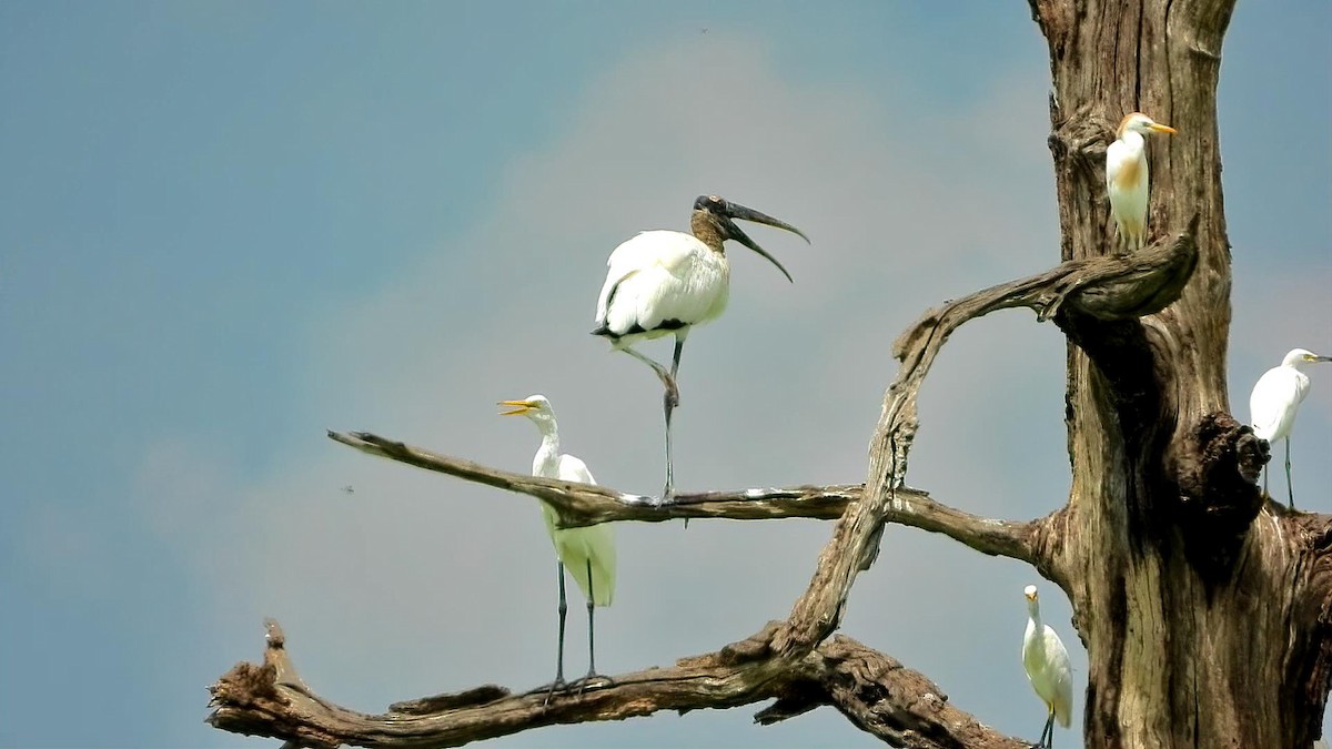 Wood Stork - ML641213175