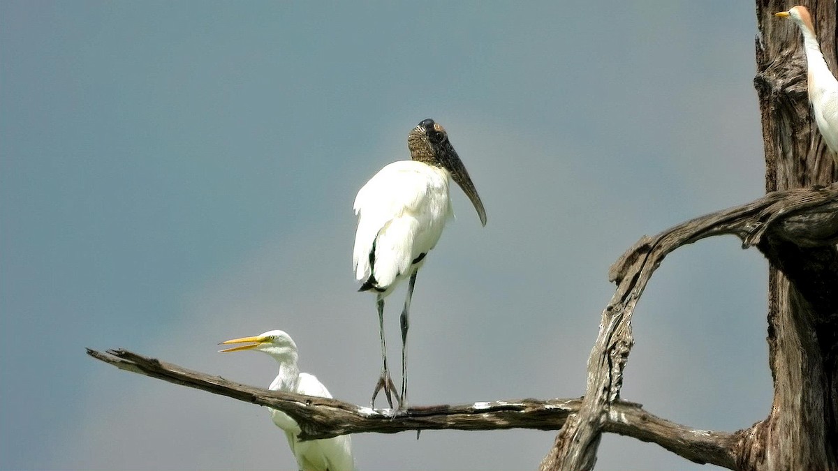 Wood Stork - ML641213176