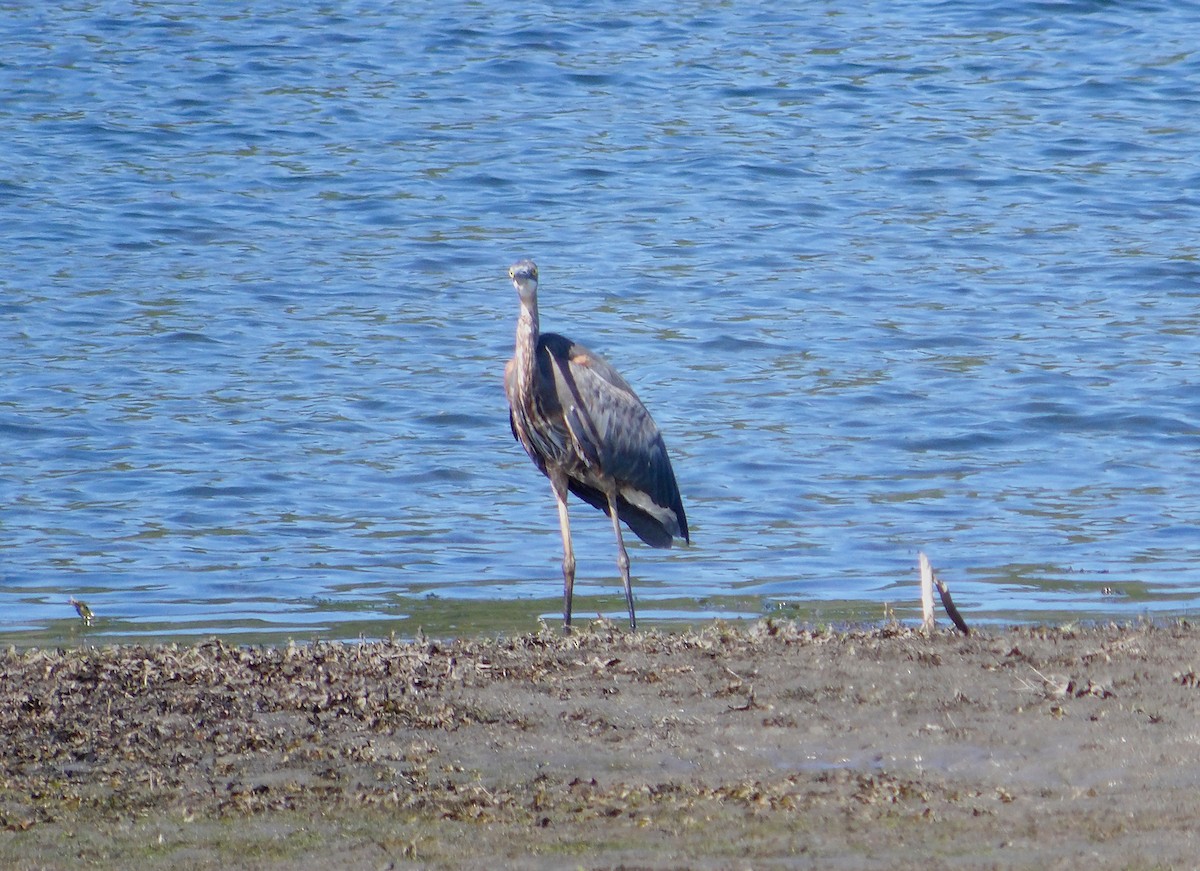 Garza Azulada - ML641213194