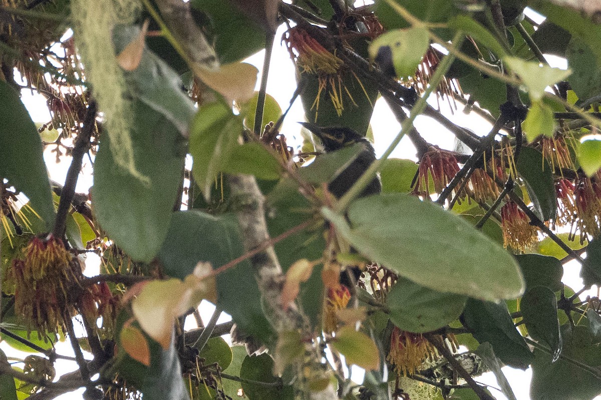 Black-throated Honeyeater - ML641213209