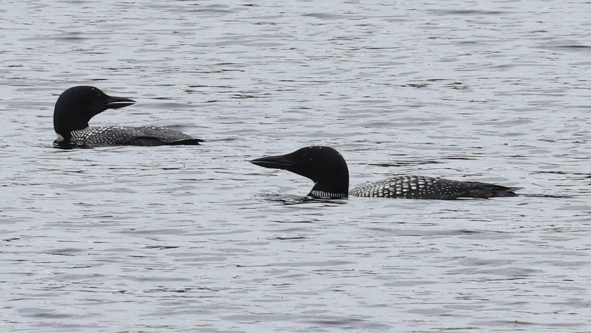 Common Loon - ML641213228