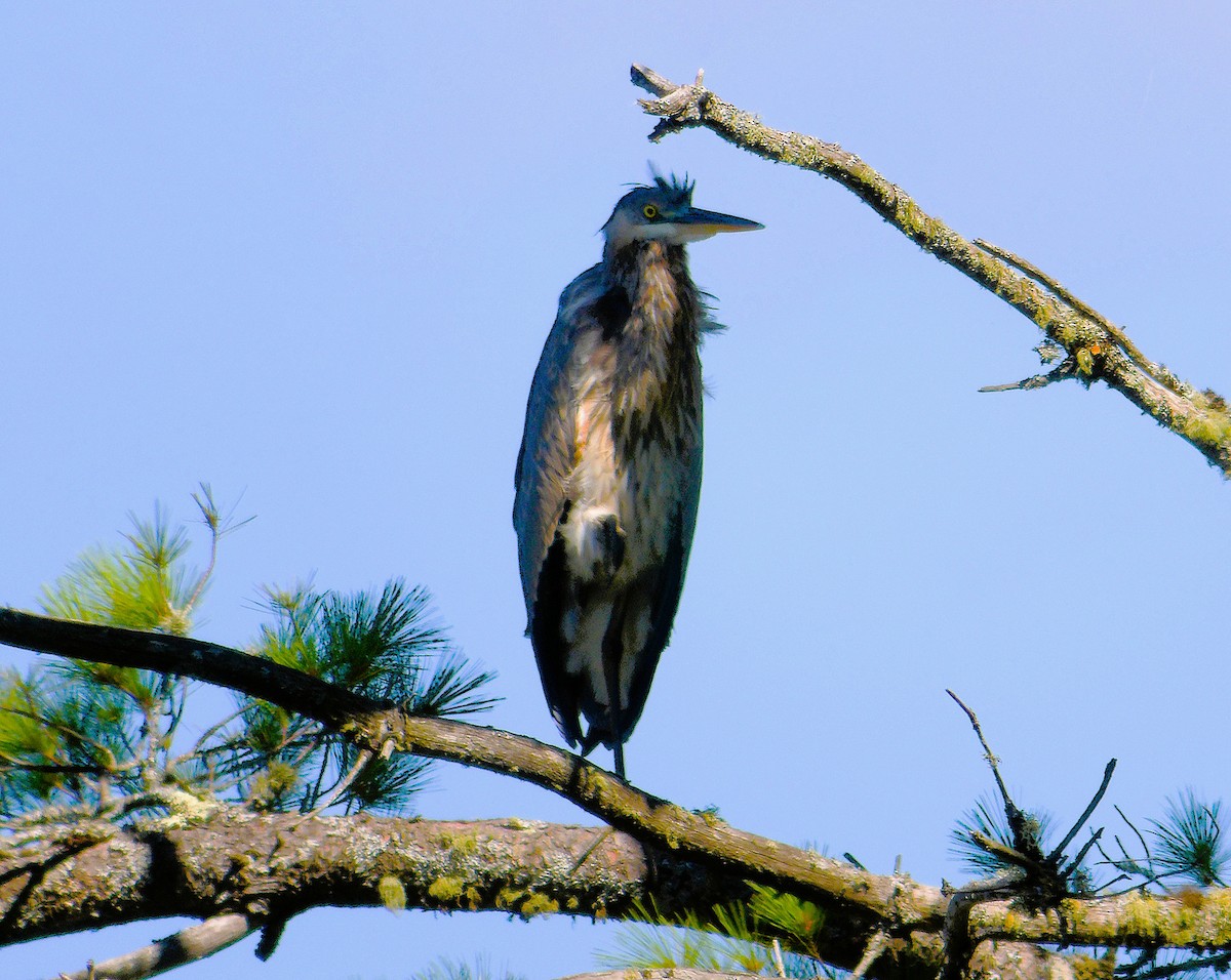 Garza Azulada - ML641213267