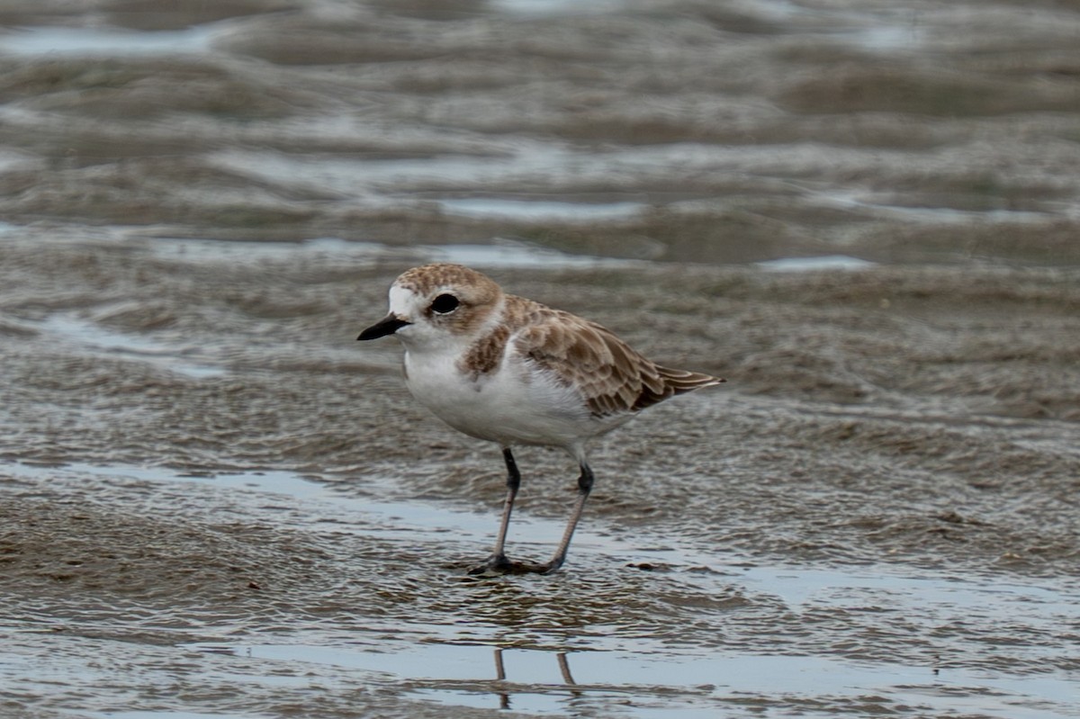 Snowy Plover - ML641213271