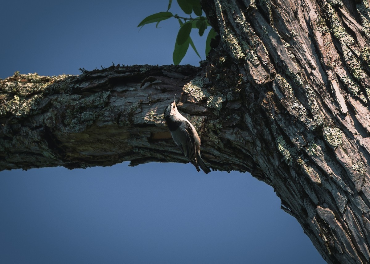 White-breasted Nuthatch - ML641213274